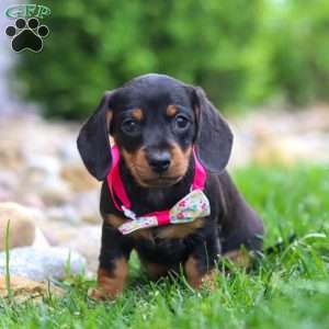 Amelia, Dachshund Puppy